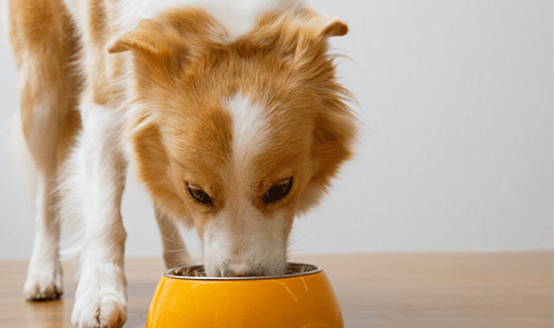 元気な犬